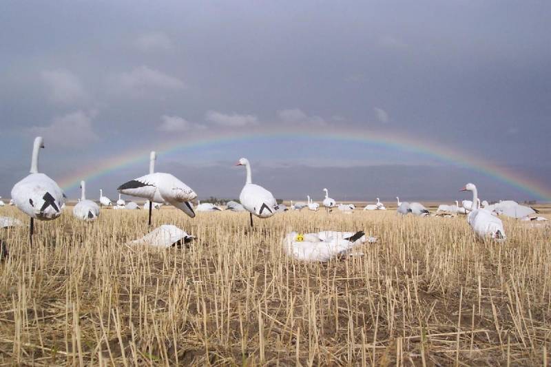 Snow Goose Decoy Spreads