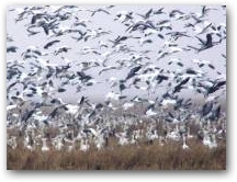 Snow Geese in AR Rice Field 