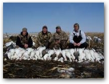 Adult Snows Over Decoys 