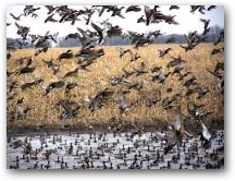 Hunting the Peak Migration 