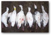 6 Banded Ross and Snow Geese in 2 days! 