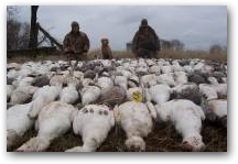 Banded Snow geese with the pile 