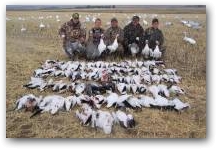 A big bunch of Snow geese 