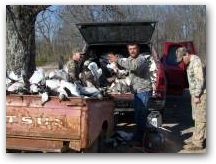 Snow Geese piled in the trailer 