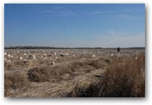 An Arkansas Rice field spread for Snow Geese 