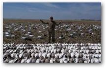 More than 250 Snow Geese in 4 hours! 