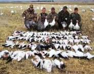 South Dakota, Arkansas guided spring Snow goose hunt
