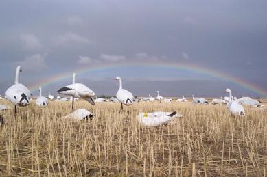 Guided Spring Snow goose hunt in South Dakota - Rainbow over a decoy spread